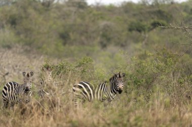 Ovaların zebra sürüsü çalıların arasında saklanıyor. Kuru ormanda bir zebra. Mburo Gölü Milli Parkı 'nda Safari. 