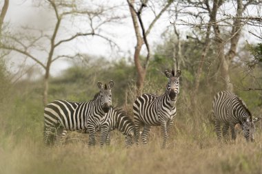 Ovaların zebra sürüsü çalıların arasında saklanıyor. Kuru ormanda bir zebra. Mburo Gölü Milli Parkı 'nda Safari. 
