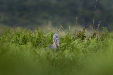 Shoebill nehir kıyısında yiyecek arıyor. Yeşil çimlerde ayakkabı gagalı leylek. Uganda 'nın kuşları. Uganda 'daki kuşlar. Büyük gagalı gri leylek. 