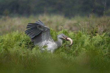 Shoebill nehir kıyısında yiyecek arıyor. Yeşil çimlerde ayakkabı gagalı leylek. Uganda 'nın kuşları. Uganda 'daki kuşlar. Büyük gagalı gri leylek. 