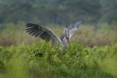 Shoebill nehir kıyısında yiyecek arıyor. Yeşil çimlerde ayakkabı gagalı leylek. Uganda 'nın kuşları. Uganda 'daki kuşlar. Büyük gagalı gri leylek. 