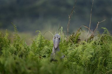 Shoebill nehir kıyısında yiyecek arıyor. Yeşil çimlerde ayakkabı gagalı leylek. Uganda 'nın kuşları. Uganda 'daki kuşlar. Büyük gagalı gri leylek. 