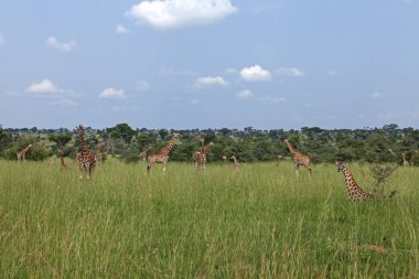 Murchison Falls Ulusal Parkı 'nda bir grup zürafa. Doğal ortamda bir sürü zürafa var. Uganda 'da gündüz safarisi. 