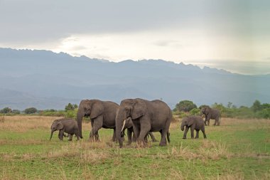 Bir grup fil Rwenzori dağlarına doğru çayırda yürüyor. Açık alanda Afrika filleri. 