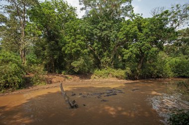 Bir grup su aygırı çamurlu nehirde dinleniyor. Murchison Falls Ulusal Parkı 'nın nehir ve su aygırları. Gün boyunca nehir tembel suaygırlarıyla doludur..