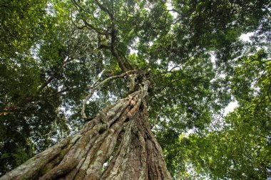 Uganda 'da vahşi bir orman. Uganda 'nın yağmur ormanlarında bir bitki örtüsü. Afrika ormanları güçlü ve yaşlı ağaçlara ev sahipliği yapar..