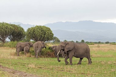 Bir grup fil Rwenzori dağlarına doğru çayırda yürüyor. Açık alanda Afrika filleri. 