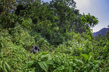 Mgahinga Ulusal Parkı 'nda bir grup goril. Doğal yaşam alanında nadir bulunan dağ gorilleri. Goril ailesinin patronu.. 