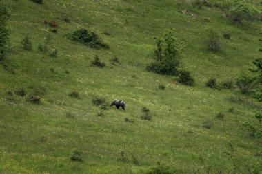 Kahverengi ayı yeşil çayırda yürüyor. Avrupa 'nın en büyük yırtıcısı. Slovakya 'da Polana' da korunan bir ayı. 