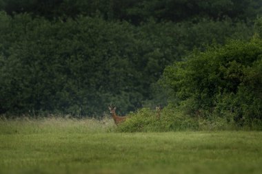 Genç bir yumurta geyiği bir tarlada duruyor. Geyik doğrudan kameraya bakıyor. Rut sırasında roe geyiği. 