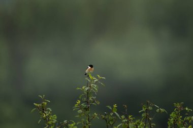 Küçük bir taş parçası sisli yeşil bir çayırda ince bir dalda tek başına oturuyor. Yumuşak ışık, yeşil çimenler ve vahşi atmosferli sakin doğa sahnesi. Saxicola rubicola şubede oturuyor.. 