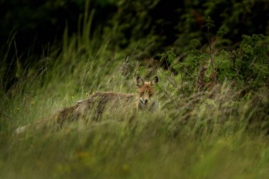 Kızıl bir tilki çayırda yürüyor. Gündüz Avrupa 'da yaygın bir yırtıcıdır. Burası Polana 'nın korunan bölgesindeki vahşi yaşam..