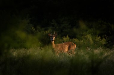 Genç bir yumurta geyiği bir tarlada duruyor. Geyik doğrudan kameraya bakıyor. Rut sırasında roe geyiği. 
