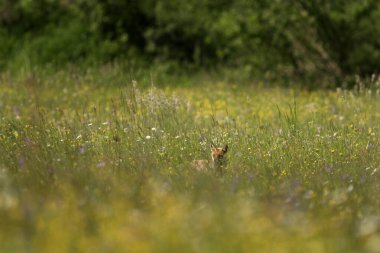 Kızıl bir tilki çayırda yürüyor. Gündüz Avrupa 'da yaygın bir yırtıcıdır. Burası Polana 'nın korunan bölgesindeki vahşi yaşam..