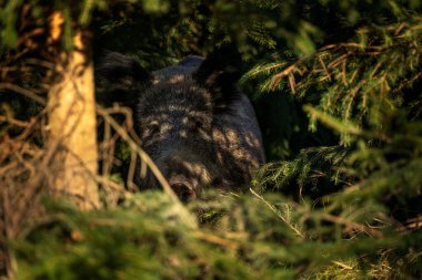 Bahar ormanında yaban domuzu. Ormanda yaban domuzu yavruları. Avrupa doğası. Ormanda yiyecek arayan bir grup vahşi domuz..