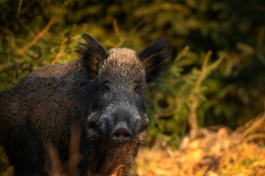 Bahar ormanında yaban domuzu. Ormanda yaban domuzu yavruları. Avrupa doğası. Ormanda yiyecek arayan bir grup vahşi domuz..