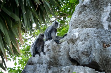 Hon Chong 'daki doğal yaşam alanında nadir bulunan bir Hint gümüşü Langur. Vietnam 'ın yağmur ormanlarındaki grupta gümüş langur. Vahşi doğadaki Asyalı primatlar. 
