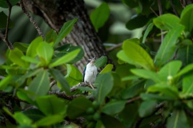 Yakalı balıkçı Vietnam ormanına tünemiş durumda. Avını gagasında tutan bir mangrov kralı. Mavi sırtı ve beyaz göbeği olan bir balıkçı..