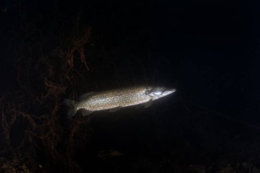 Kuzey turna balığı pusuda bekliyor, avının menzile girmesini bekliyor. Göldeki bir gece dalışı sırasında büyük bir turna balığı görüldü. Avrupalı balıklar doğal ortamlarında.