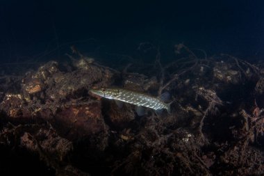 Kuzey turna balığı pusuda bekliyor, avının menzile girmesini bekliyor. Göldeki bir gece dalışı sırasında büyük bir turna balığı görüldü. Avrupalı balıklar doğal ortamlarında.
