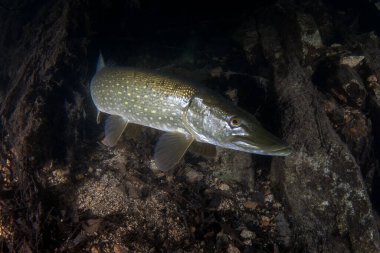 Kuzey turna balığı pusuda bekliyor, avının menzile girmesini bekliyor. Göldeki bir gece dalışı sırasında büyük bir turna balığı görüldü. Avrupalı balıklar doğal ortamlarında.