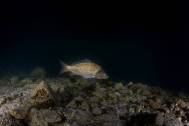 Avrupa göllerinde bir sazan yüzer. Yerli yaşam alanında büyük bir sazan balığı. Avrupa tatlı suyu. 