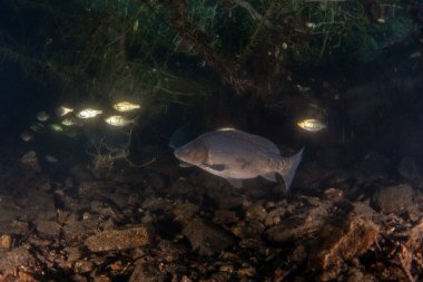 Avrupa göllerinde bir sazan yüzer. Yerli yaşam alanında büyük bir sazan balığı. Avrupa tatlı suyu. 