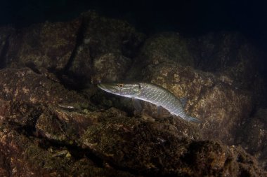 Kuzey turna balığı pusuda bekliyor, avının menzile girmesini bekliyor. Göldeki bir gece dalışı sırasında büyük bir turna balığı görüldü. Avrupalı balıklar doğal ortamlarında.