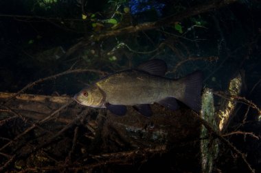 Gölün kenarında bir onluk yüzüyor. Doktor bir balık suda yüzer. Avrupa tatlı sularında yaşam.