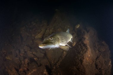 Bir kuzey turna balığı gölde yüzüyor ve avlanıyor. Büyük bir turna balığı suda yüzer. Avrupa tatlı sularında yaşam.