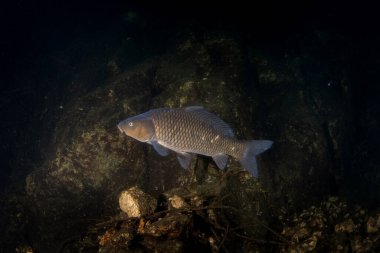 Gölde yüzen bir sazan. Suda büyük bir sazan yüzer. Avrupa tatlı sularında yaşam.