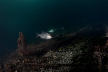 Aşağıda bir hamamböceği yüzüyor. Tatlı suda gümüş balık. Göl çeşitli Avrupa balıklarına ev sahipliği yapar..