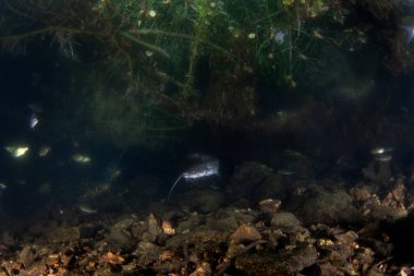 Bir yayın balığı gölün kenarına yakın yüzüyor. Bir yayın balığı dipte saklanıyor. Avrupa tatlı sularında yaşam.