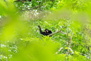 Nadir bulunan sarı yanaklı bir şablon bir ağacın tepesinde oturur. Vietnam 'da bir ormanda sarı yanaklı siyah bir afyon. Uzun kollu, gürültülü, nadir bir primat..