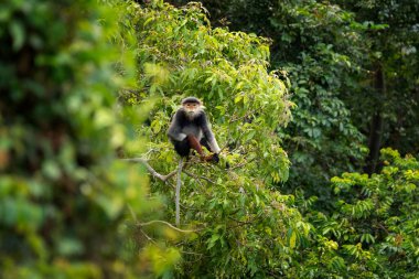 Vietnam 'ın yağmur ormanlarındaki kırmızı bıçaklı Doug Langur. Nadir bir Langur gün boyunca bir dalla besleniyor. Bir grup kırmızı bıçaklı gerzek ormanda saklanıyor..