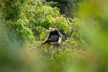 Vietnam 'ın yağmur ormanlarındaki kırmızı bıçaklı Doug Langur. Nadir bir Langur gün boyunca bir dalla besleniyor. Bir grup kırmızı bıçaklı gerzek ormanda saklanıyor..