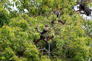 Vietnam 'ın yağmur ormanlarındaki kırmızı bıçaklı Doug Langur. Nadir bir Langur gün boyunca bir dalla besleniyor. Bir grup kırmızı bıçaklı gerzek ormanda saklanıyor..
