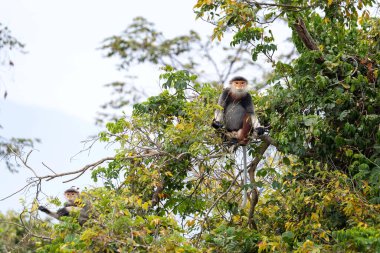 Vietnam 'ın yağmur ormanlarındaki kırmızı bıçaklı Doug Langur. Nadir bir Langur gün boyunca bir dalla besleniyor. Bir grup kırmızı bıçaklı gerzek ormanda saklanıyor..