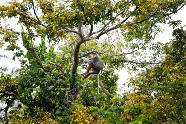 Vietnam 'ın yağmur ormanlarındaki kırmızı bıçaklı Doug Langur. Nadir bir Langur gün boyunca bir dalla besleniyor. Bir grup kırmızı bıçaklı gerzek ormanda saklanıyor..