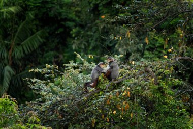 Vietnam 'ın yağmur ormanlarındaki kırmızı bıçaklı Doug Langur. Nadir bir Langur gün boyunca bir dalla besleniyor. Bir grup kırmızı bıçaklı gerzek ormanda saklanıyor..