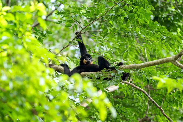 Nadir bulunan sarı yanaklı bir şablon bir ağacın tepesinde oturur. Vietnam 'da bir ormanda sarı yanaklı siyah bir afyon. Uzun kollu, gürültülü, nadir bir primat..