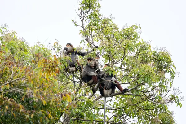 Vietnam 'ın yağmur ormanlarındaki kırmızı bıçaklı Doug Langur. Nadir bir Langur gün boyunca bir dalla besleniyor. Bir grup kırmızı bıçaklı gerzek ormanda saklanıyor..