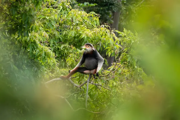 Vietnam 'ın yağmur ormanlarındaki kırmızı bıçaklı Doug Langur. Nadir bir Langur gün boyunca bir dalla besleniyor. Bir grup kırmızı bıçaklı gerzek ormanda saklanıyor..