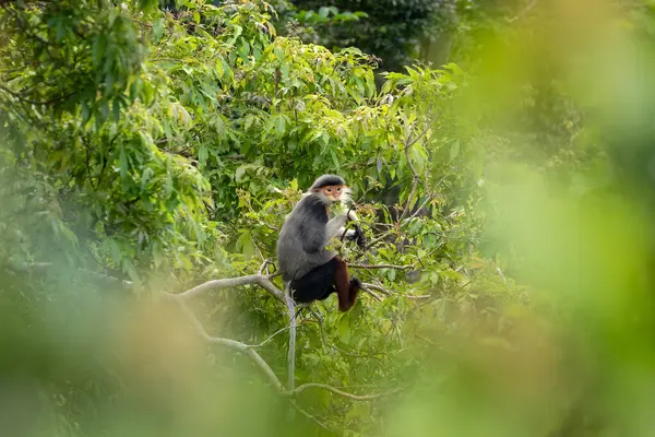 Vietnam 'ın yağmur ormanlarındaki kırmızı bıçaklı Doug Langur. Nadir bir Langur gün boyunca bir dalla besleniyor. Bir grup kırmızı bıçaklı gerzek ormanda saklanıyor..