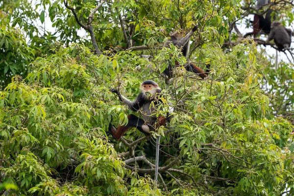 Vietnam 'ın yağmur ormanlarındaki kırmızı bıçaklı Doug Langur. Nadir bir Langur gün boyunca bir dalla besleniyor. Bir grup kırmızı bıçaklı gerzek ormanda saklanıyor..