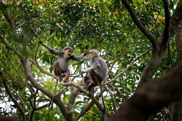 Vietnam 'ın yağmur ormanlarındaki kırmızı bıçaklı Doug Langur. Nadir bir Langur gün boyunca bir dalla besleniyor. Bir grup kırmızı bıçaklı gerzek ormanda saklanıyor..