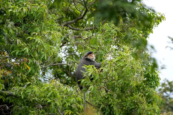 Vietnam 'ın yağmur ormanlarındaki kırmızı bıçaklı Doug Langur. Nadir bir Langur gün boyunca bir dalla besleniyor. Bir grup kırmızı bıçaklı gerzek ormanda saklanıyor..