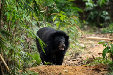 Vietnam ormanında bir Asya kara ayısı. Asya yolunda bir kara ayı. Vietnam yağmur ormanlarındaki hayvanlar..