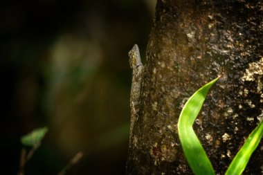 Vietnam 'daki ormanlarda bulunan yaygın bir kertenkele. Calotes versicolor dalın üzerinde duruyor. Bu Asya ormanlarındaki bir bahçe kertenkelesi..