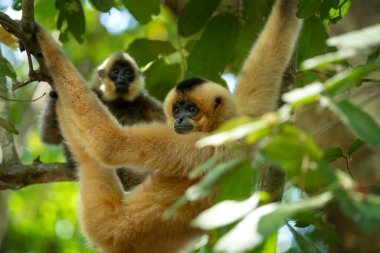 Vietnam ormanında sarı yanaklı bir şablon. Gibbon 'ın annesi ve bebeği taç ağacında. Asya yağmur ormanlarında uzun bacaklı şirin bir primat..